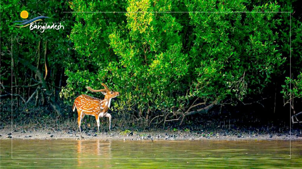 Bangladesh's Biggest Forest The Sundarban