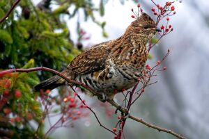 Ruffed Grouse