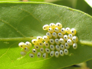 Butterfly eggs