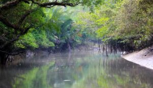 Sundarban