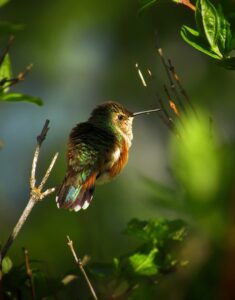 lucifer hummingbird
