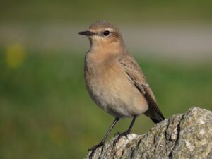 Northern Wheatear